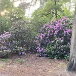 Tot Rust In The Forest * Putte