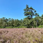Apartment Tot Rust In The Forest *