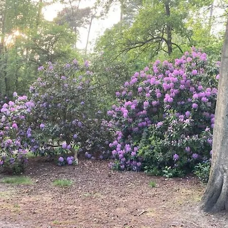 Tot Rust In The Forest * Putte
