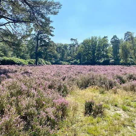 Tot Rust In The Forest