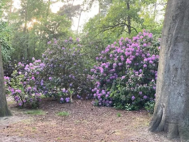 Tot Rust In The Forest * Putte