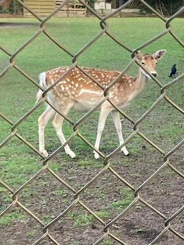 Tot Rust In The Forest Appartement Putte