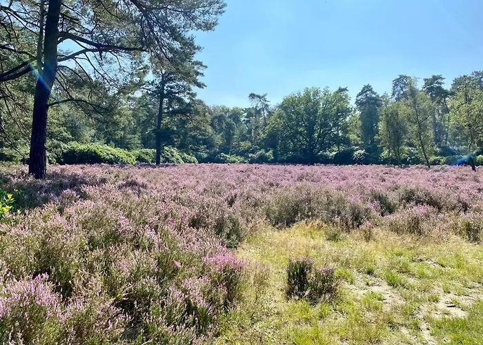 Tot Rust In The Forest