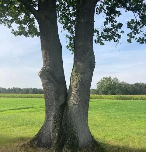 Tot Rust In The Forest Appartement *